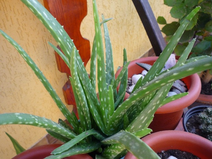 flori 078 - cactusi si suculente