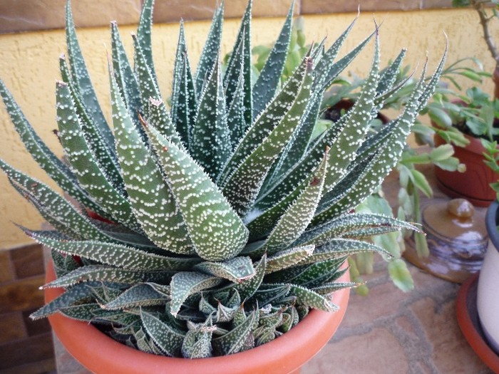 flori 080 - cactusi si suculente