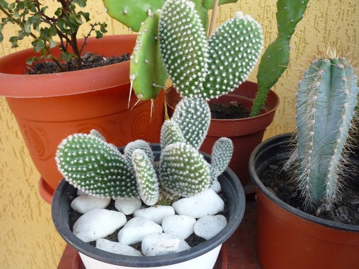 flori 081 - cactusi si suculente