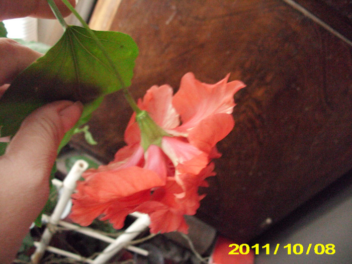 Picture 011 - hibiscus