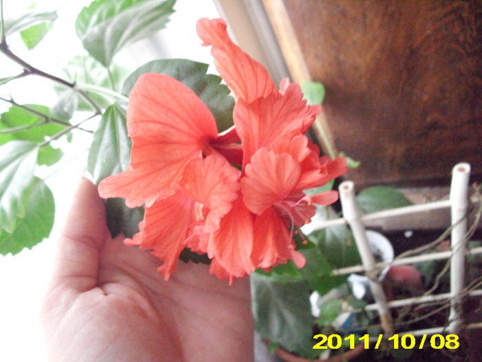 Picture 010 - hibiscus