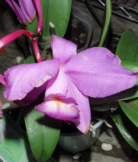 catt 8 oct 2011 - Cattleya