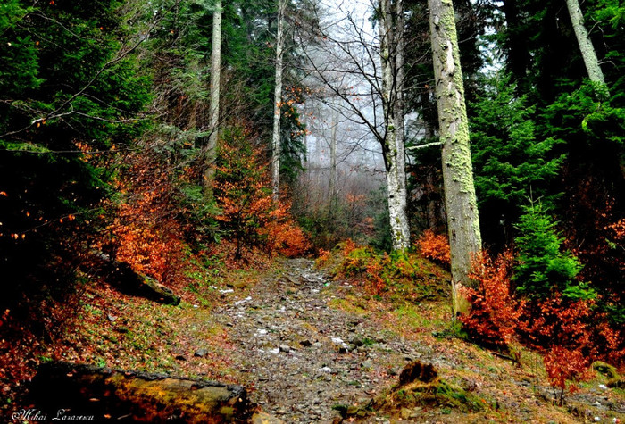 magic forest - Diverse