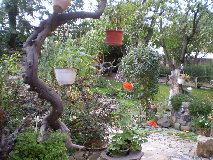 P1010004 - curtea locul de munca