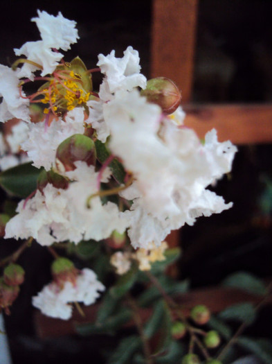 DSC03814 - Lagerstroemia indica