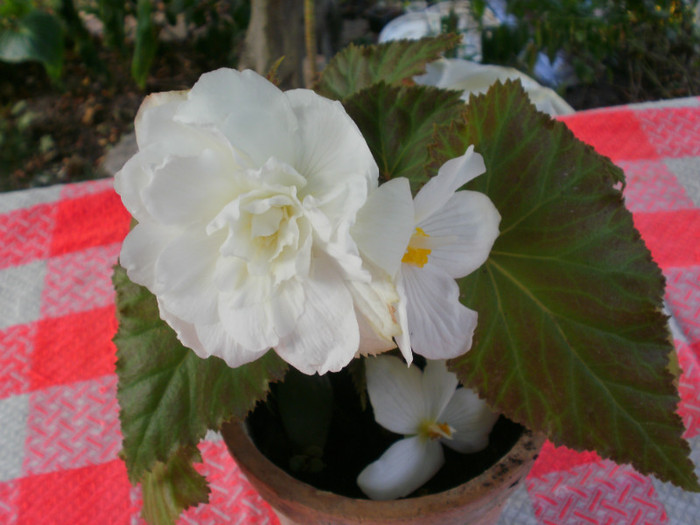  - Plante