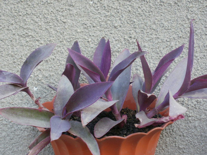  - Plante