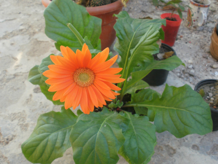  - Plante