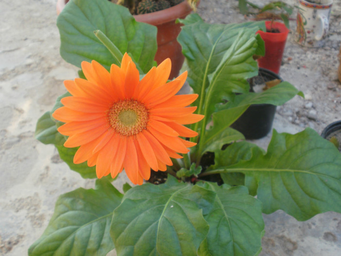  - Plante