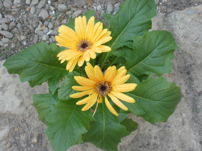  - Plante