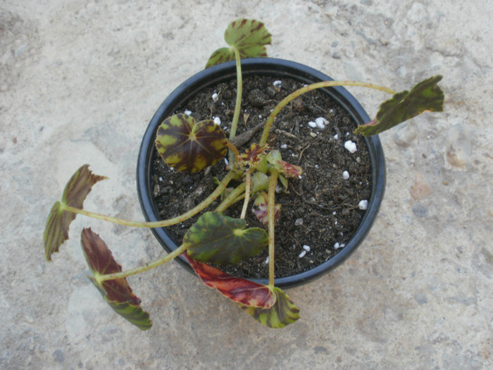Multumesc! - Plante