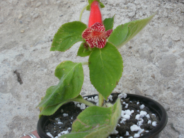 Multumesc! - Plante