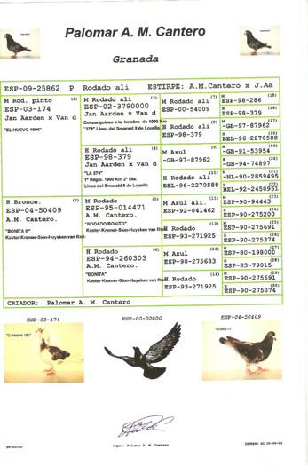 AARDEN-CANTERO 1 - PEDIGREE PORUMBEI MATCA