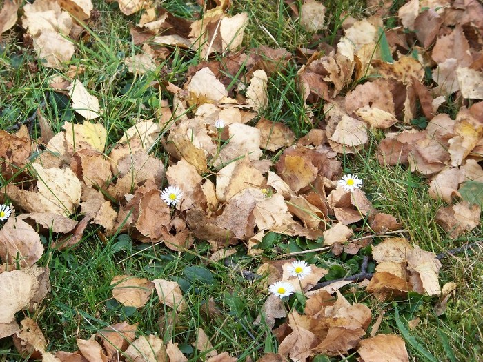 100_8061 - Valea Maleia Muntii Parang