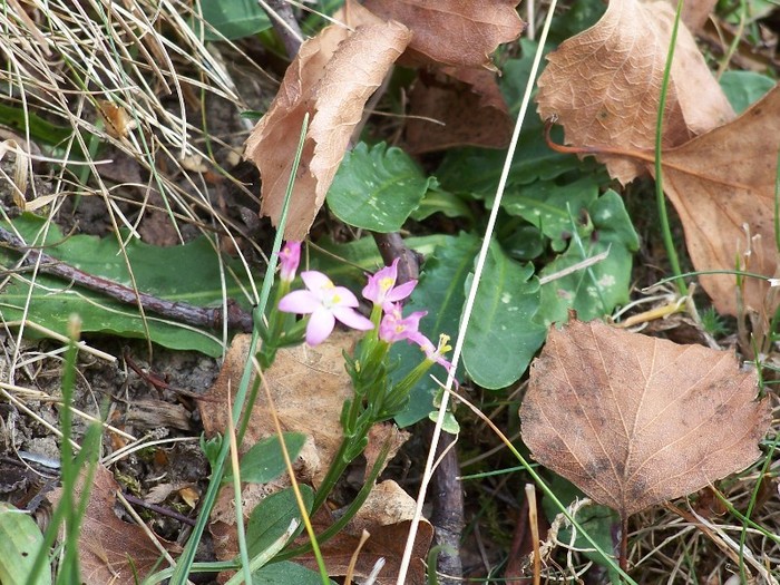 100_8068 - Valea Maleia Muntii Parang