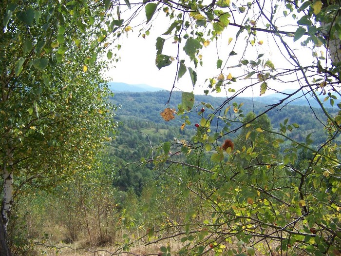 100_8089 - Valea Maleia Muntii Parang