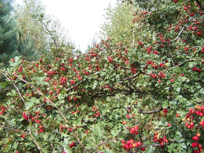 100_8112 - Valea Maleia Muntii Parang