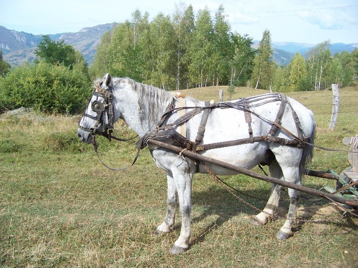 100_8201 - Valea Maleia Muntii Parang