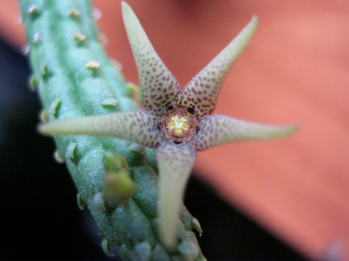 Echidnopsis seibanica (9)