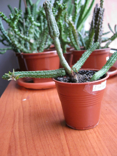 Echidnopsis seibanica