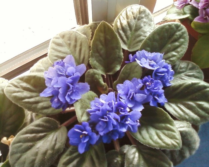 Florentina37-multumesc