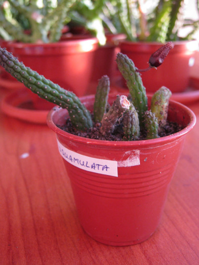 Echidnopsis squamulata - Asclepiadaceae