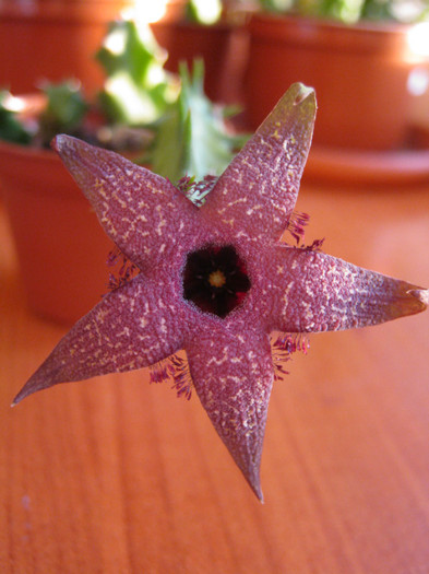 Orbea gerstneri (5) - Asclepiadaceae