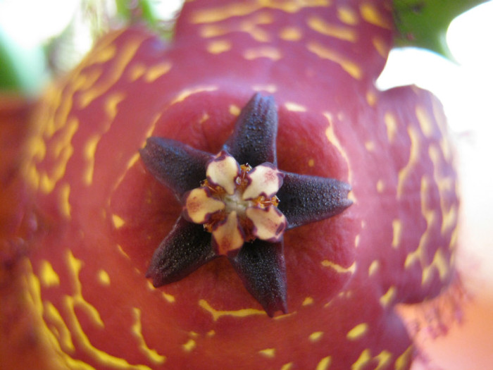 Orbea macloughlini (4) - Asclepiadaceae