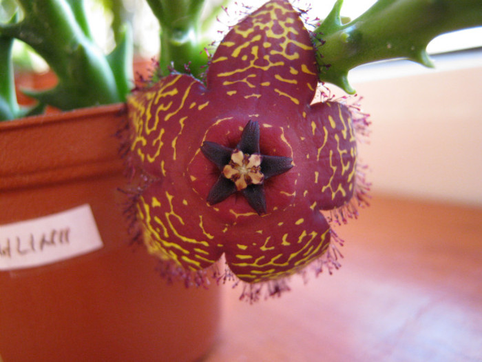 Orbea macloughlini (3) - Asclepiadaceae