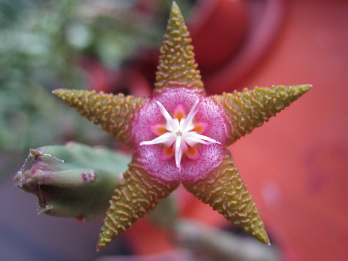 Stapelia flavopurpurea brownish (5)