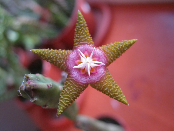 Stapelia flavopurpurea brownish (1) - Asclepiadaceae