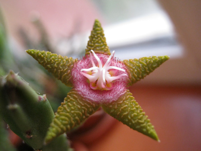 Stapelia flavopurpurea brownish (3)