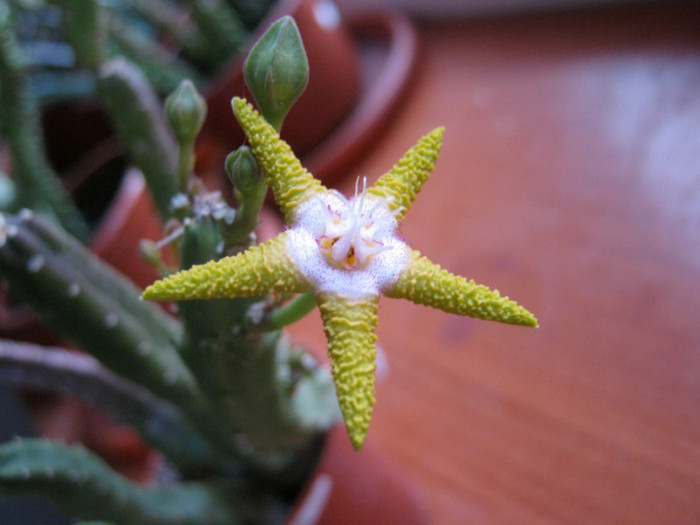 Stapelia flavopurpurea yellowish (2)