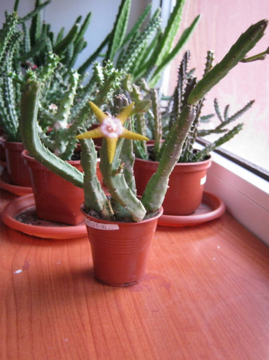 Stapelia flavopurpurea yellowish