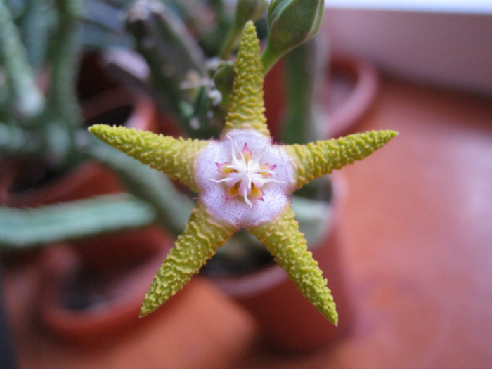 Stapelia flavopurpurea yellowish (1) - Asclepiadaceae