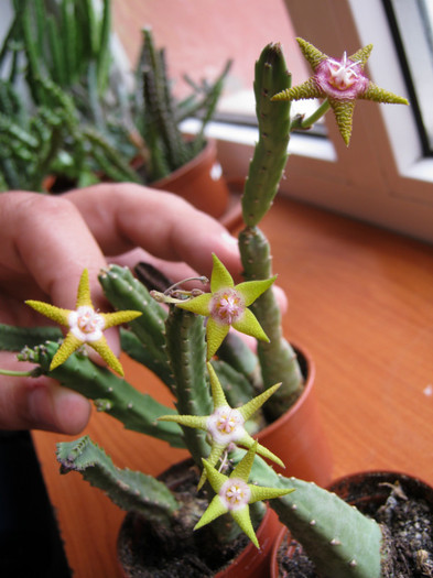 Stapelia flavopurpureax4 (2) - Asclepiadaceae