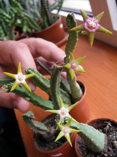 Stapelia flavopurpureax4 (1) - Asclepiadaceae