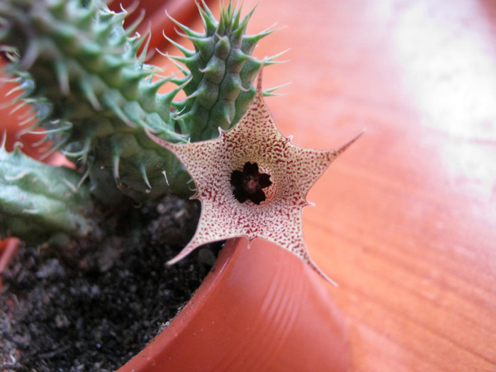 Huernia distincta (3) - Asclepiadaceae