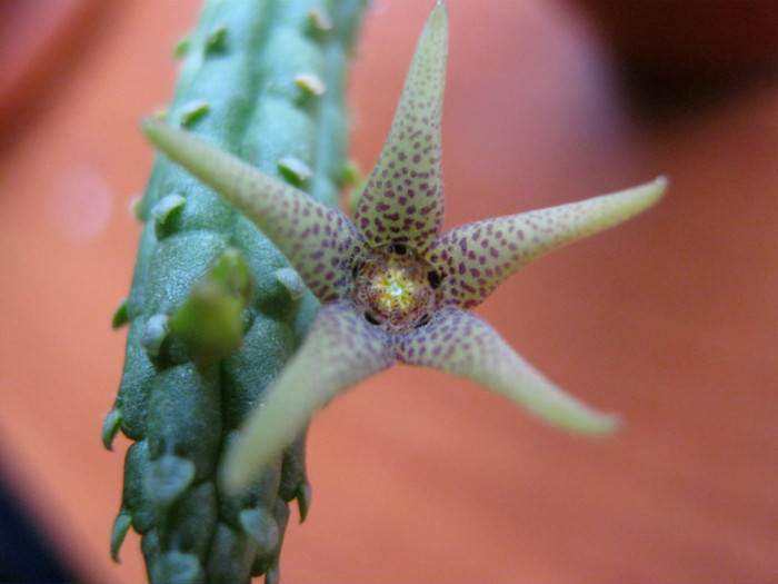 Echidnopsis seibanica (6)