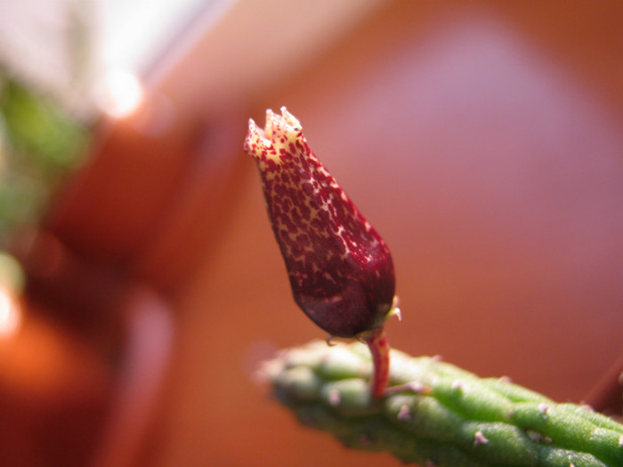 Echidnopsis squamulata (8)