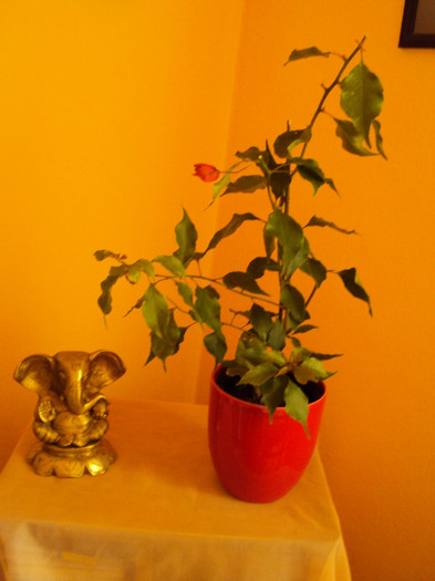 in casa, la caldura, inca putin - Bougainvillea