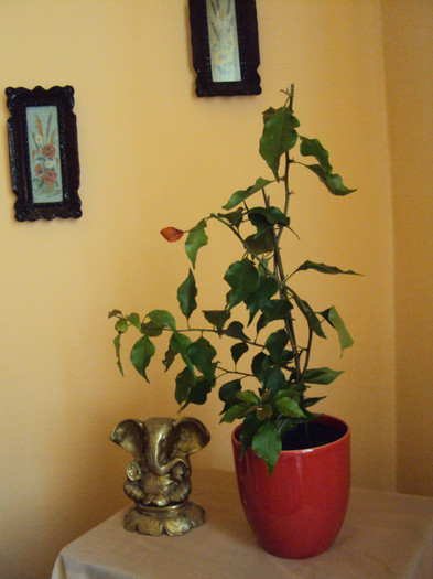red flame - Bougainvillea