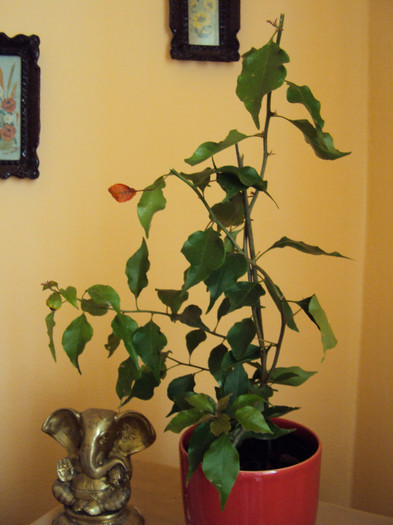 DSC03844 - Bougainvillea