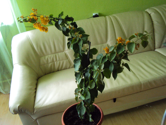 DSC03846 - Bougainvillea
