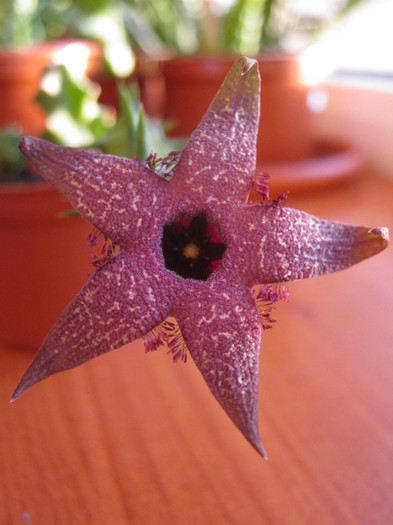 Orbea gerstneri (7)
