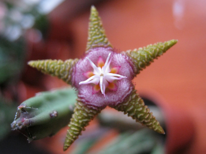 Stapelia flavopurpurea brownish (9)