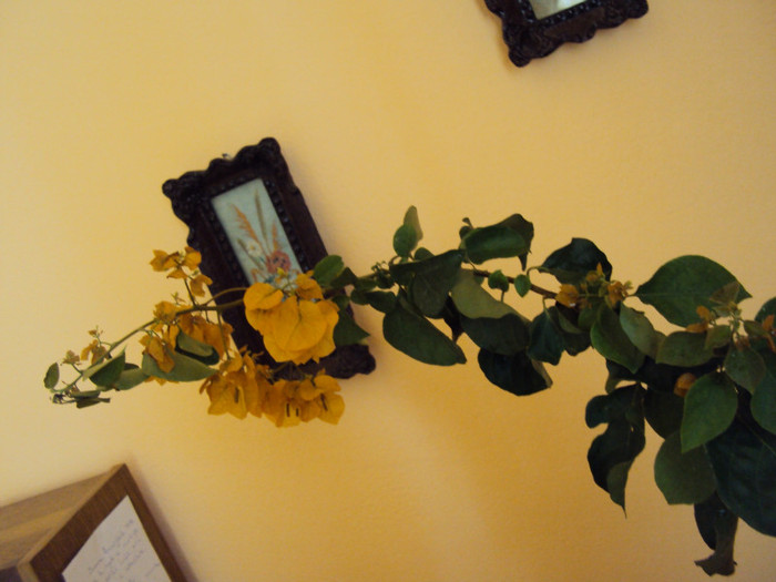 DSC03832 - Bougainvillea