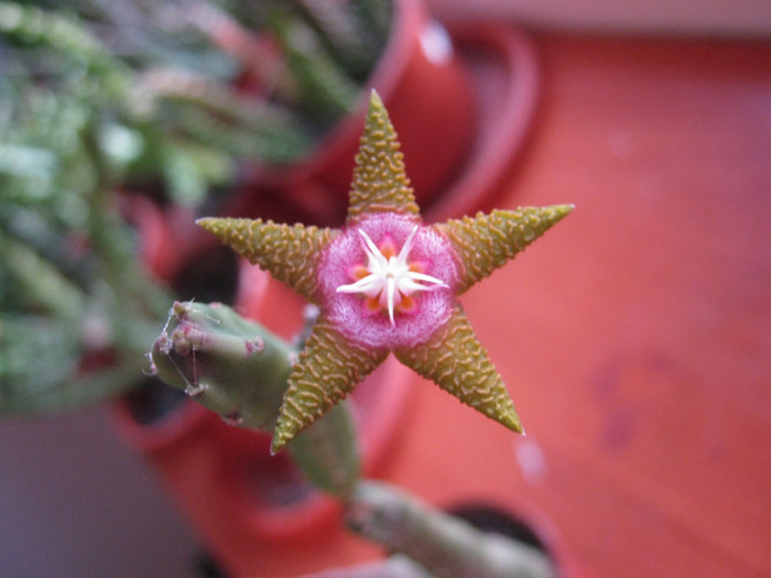 Stapelia flavopurpurea brownish (7) - Infloriri 2011