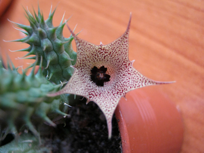 Huernia distincta (6) - Infloriri 2011