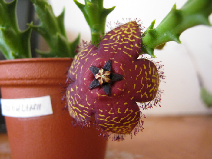 Orbea macloughlini (10)